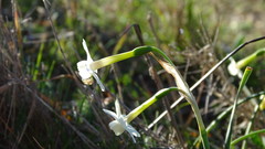 Narcissus dubius