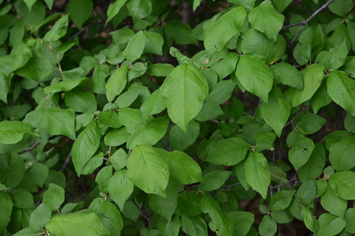 Mexican Plum (Prunus mexicana)