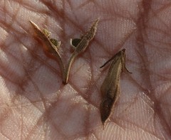 Justicia wynaadensis