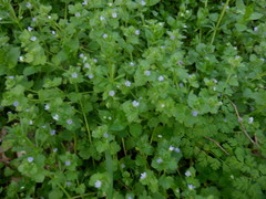 Veronica hederifolia