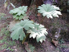 Gunnera brephogea