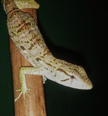 Polychrus auduboni