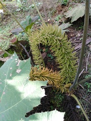 Gunnera brephogea
