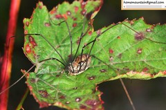 Homolophus serrulatus