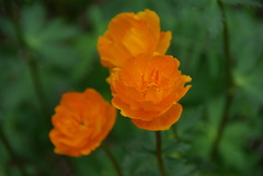 Trollius