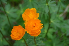 Trollius