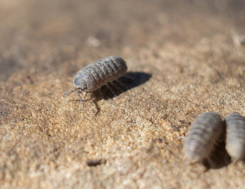 Common Pill Woodlouse