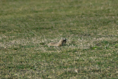 European Ground Squirrel