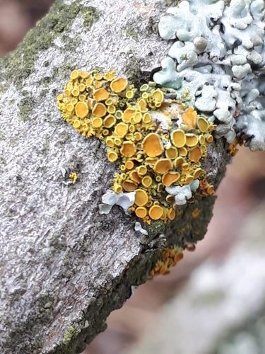 Pin-cushion Sunburst Lichen