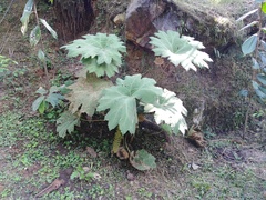 Gunnera brephogea