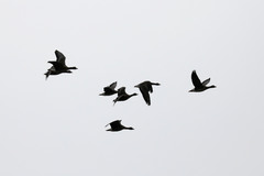 Anser albifrons albifrons