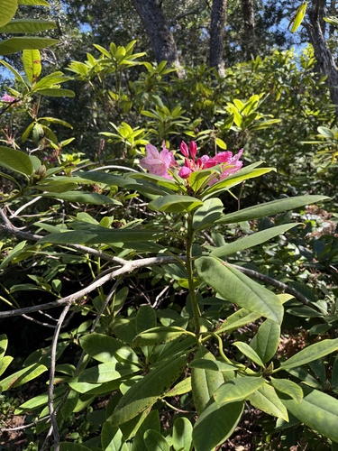 Pacific rhododendron (Rhododendron macrophyllum)