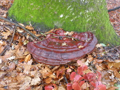 Ganoderma pfeifferi