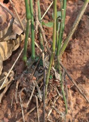 Justicia wynaadensis