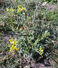 Raphanus raphanistrum