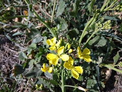 Raphanus raphanistrum