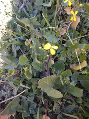 Raphanus raphanistrum