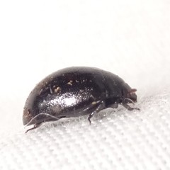 Nosodendron unicolor