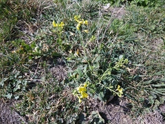 Raphanus raphanistrum