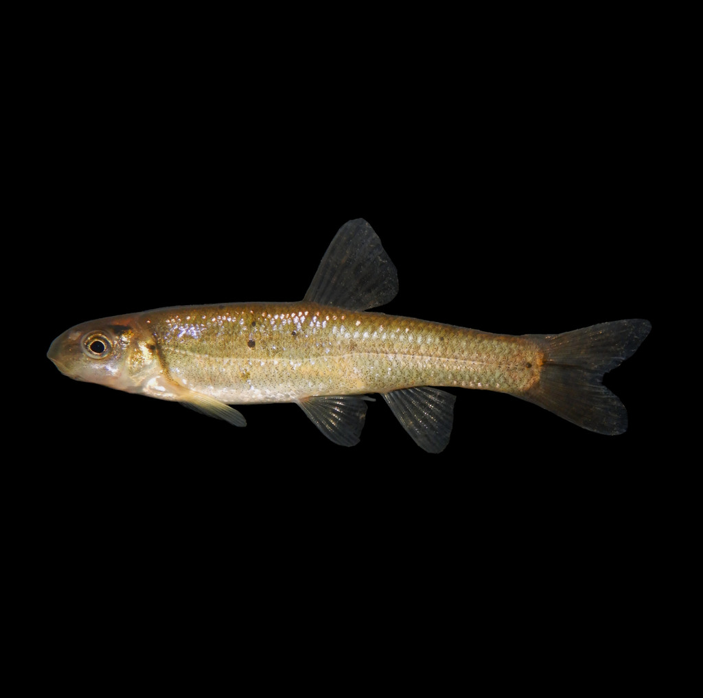 Tonguetied Minnow
