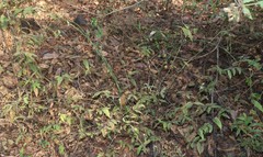 Justicia wynaadensis