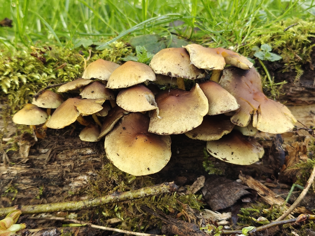 Hypholoma fasciculare · April 2026 · photo: © sunjiao (iNaturalist, cc-by)