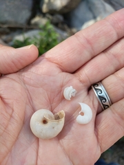 Sonorella superstitionis taylori