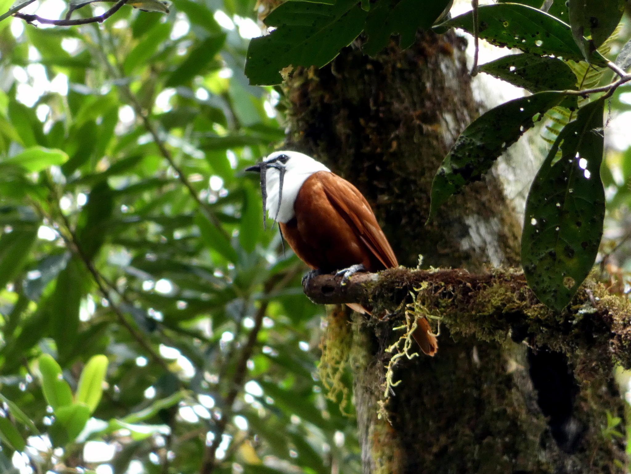 Three-wattled Bellbird illustration