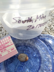 Sonorella superstitionis taylori