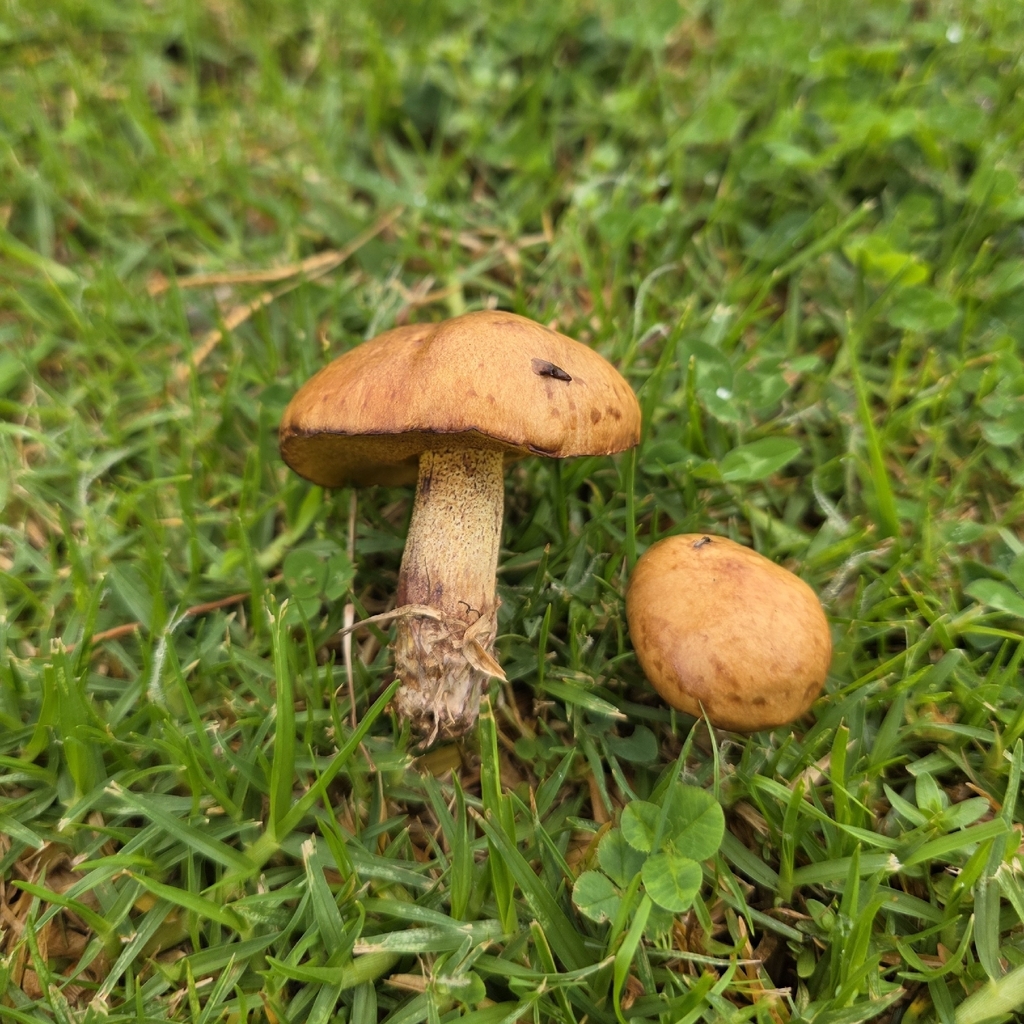 Suillus granulatus · April 2026 · photo: © scottdex (iNaturalist, cc0)