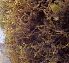 Racomitrium ericoides