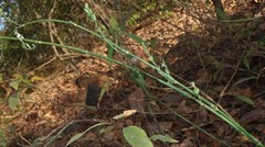 Justicia wynaadensis