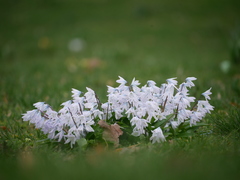 Scilla mischtschenkoana