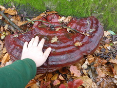 Ganoderma pfeifferi