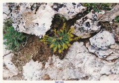Thymelaea pubescens