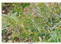 Salix triandra