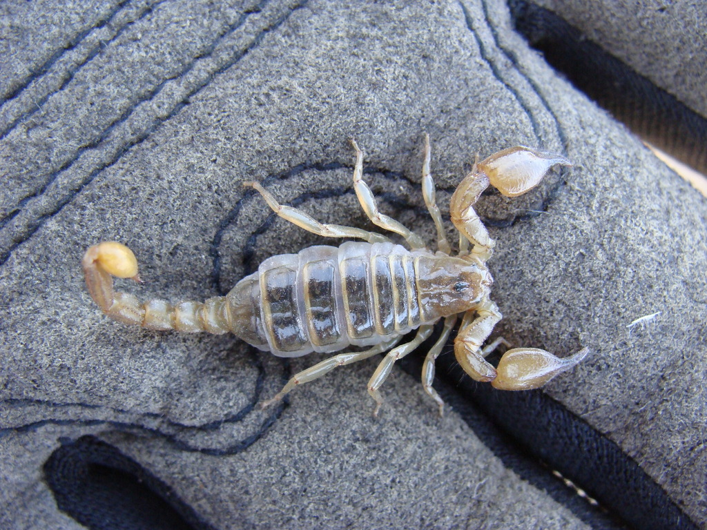 Bioculus caboensis