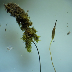 Racomitrium ericoides