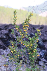 Berberis sibirica