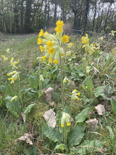 Cowslip