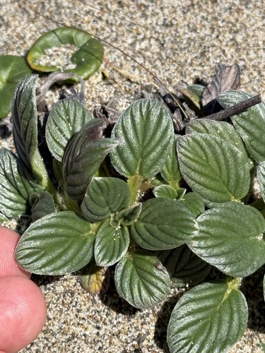 sanddune phacelia (Phacelia argentea)