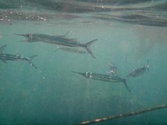 Dussumier's Halfbeak photo 4