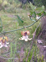 Araujia megapotamica