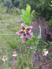 Araujia megapotamica