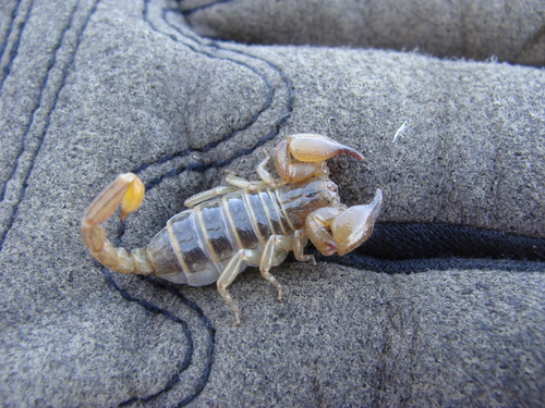 Bioculus caboensis