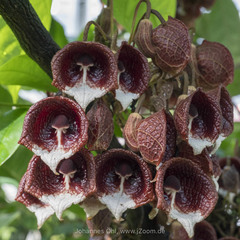 Aristolochia arborea