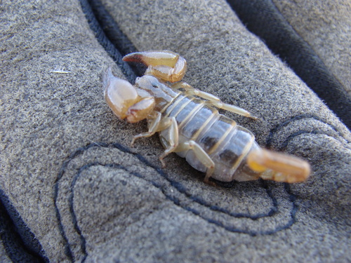 Bioculus caboensis