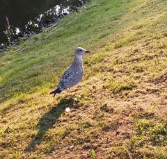 Larus argentatus argentatus