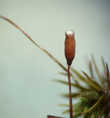 Pogonatum urnigerum