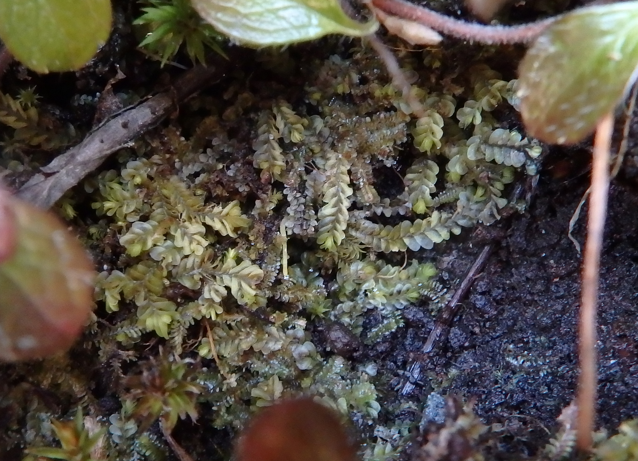 Gyrothyraceae
